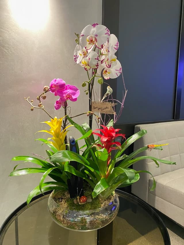 Orchid & Bromeliad Collection